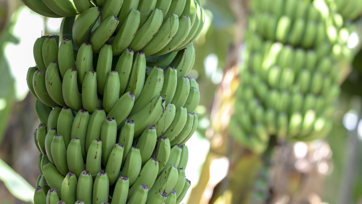 CANARIAS.-Publicada la convocatoria de ayudas por valor de 141,1 millones a los productores de plátano de Canarias
