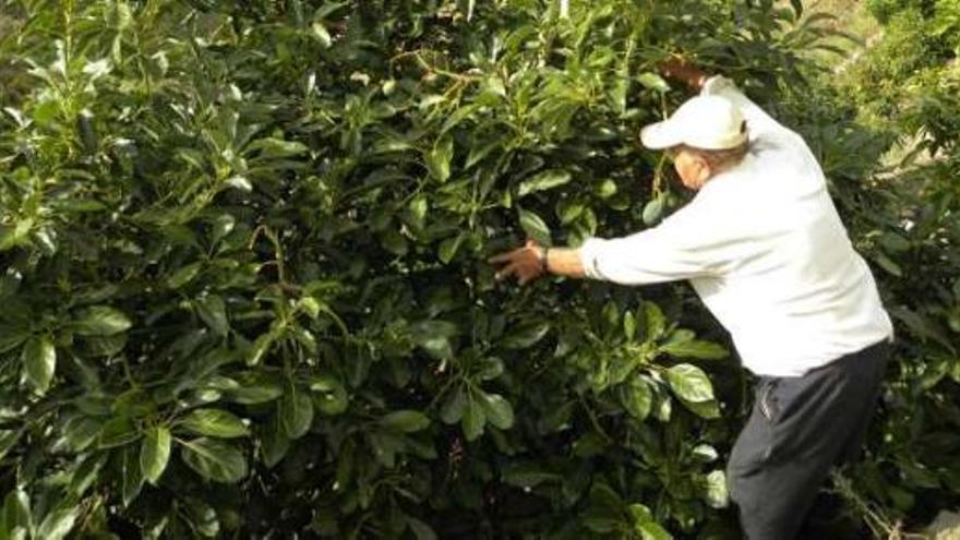 Uno de los afectados por los recientes robos de aguacates que se han producido en el litoral del municipio axárquico de Torrox.