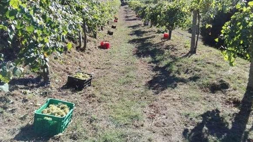 Uva recogida en los viñedos del Castillo de Soutomaior. // FdV