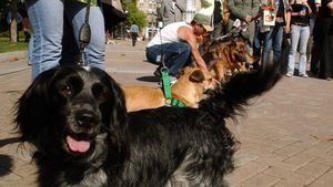 Perros sin raza en la calle con sus dueños.