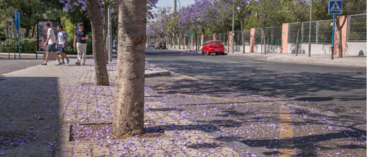 Guerra biológica bajo las jacarandas