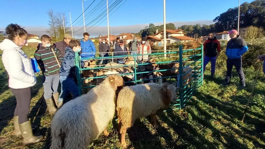 Poco ganado y precios bajos en la feria de Santa Lucía de Posada de Llanes
