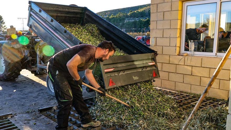 Alicante inicia la campaña de oliva en plena caída del precio del aceite