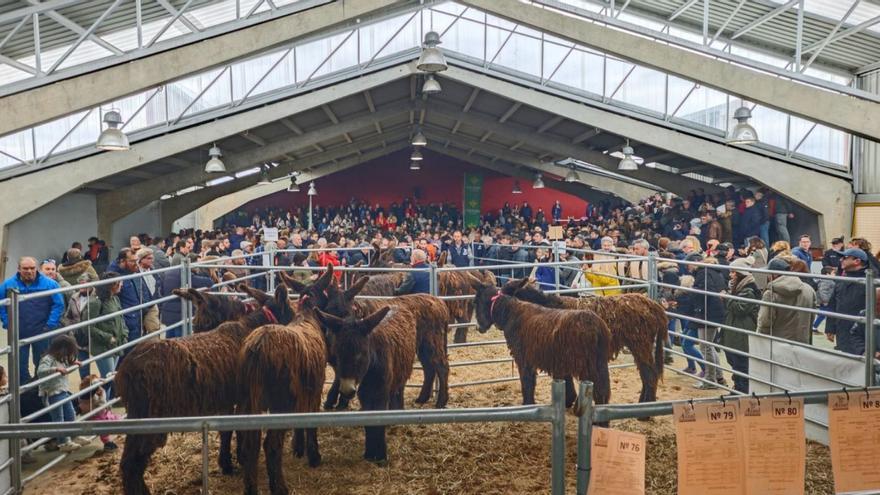 La exposición monográfica y tradicional subasta cumple su vigésimo quinta edición poniendo de manifiesto el impulso a los nuevos usos y oportunidades que ofrece la raza. A la izquierda, numerosos visitantes disfrutan de la feria de artesanía mientras degustan el tradicional pulpo a la gallega (sobre estas líneas). | CHANY SEBASTIÁN