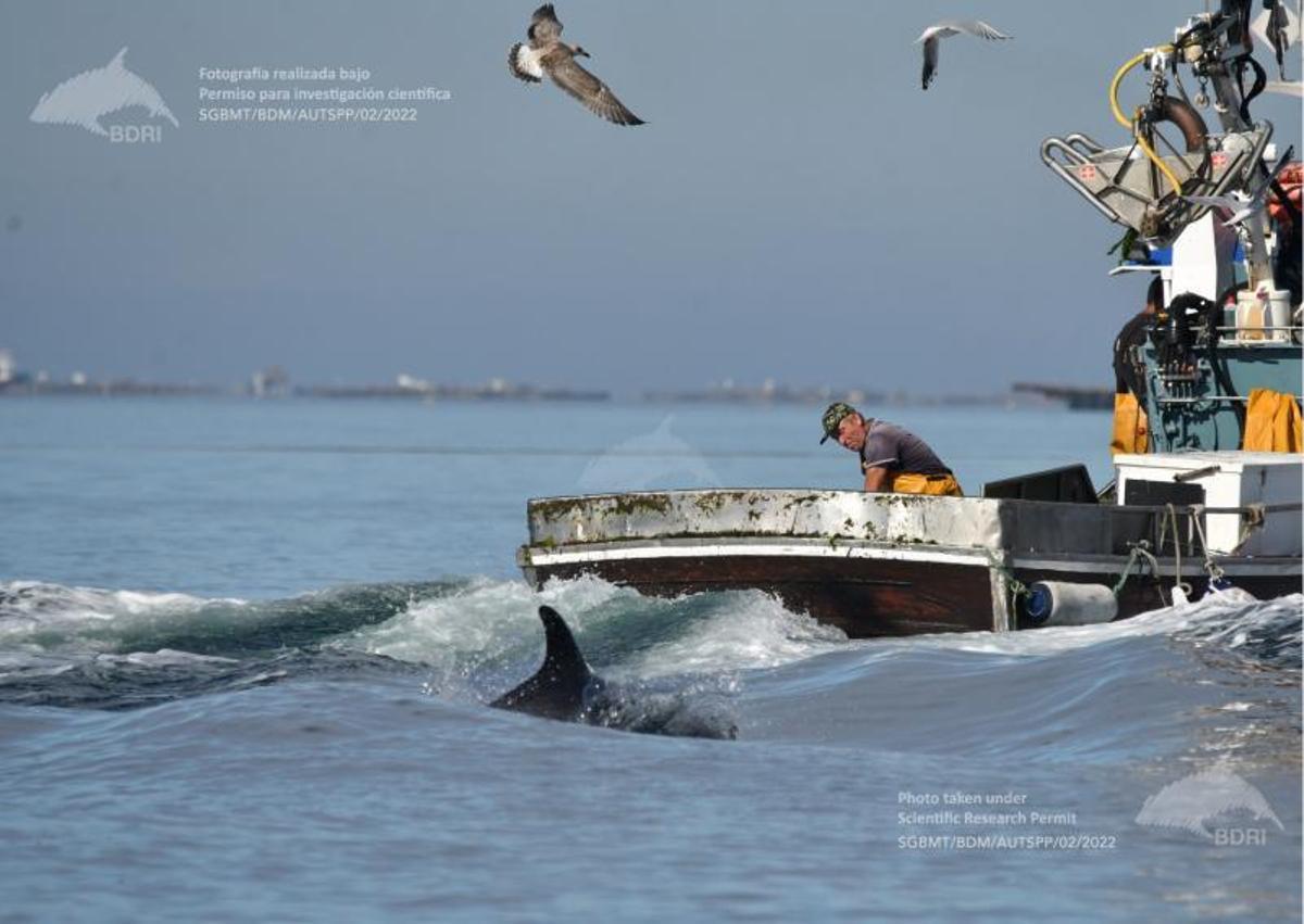 Un delfín surfeando en las olas formadas por un pesquero. |   //  BDRI