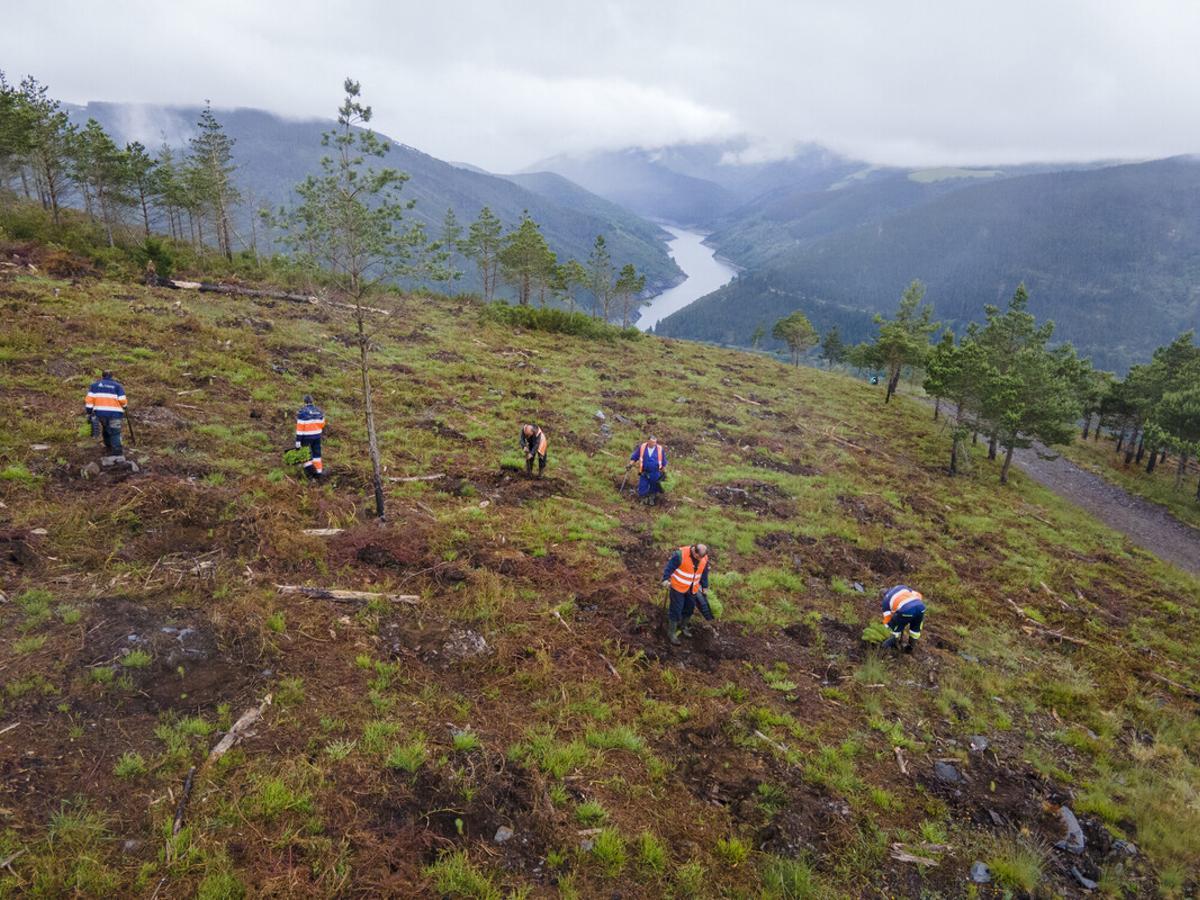 Reforestación Motor Verde en Asturias