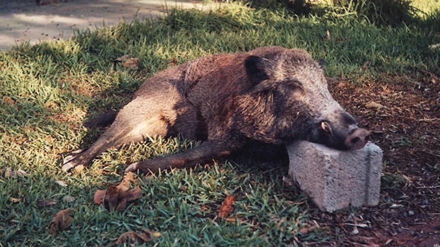 Un jabalí abatido por un cazador.