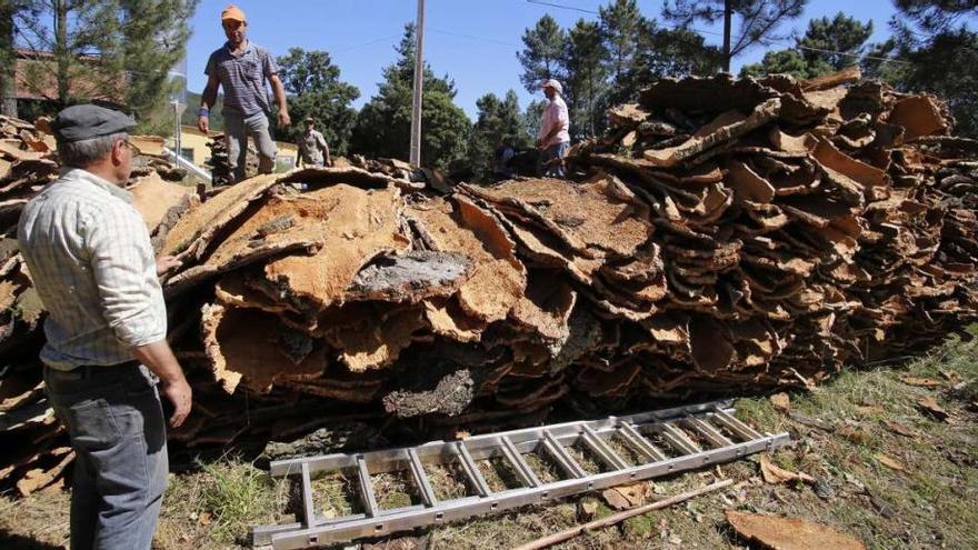 Los trabajadores de la cortiza se afanan en cargar un camión con la cortiza que tenían apilada en Carmoega, Agolada.