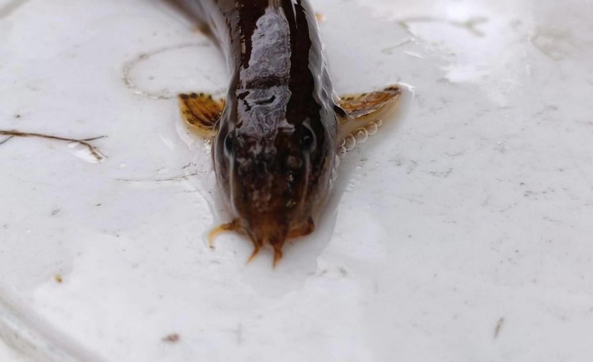 Uno de los ejemplares capturados para el análisis.