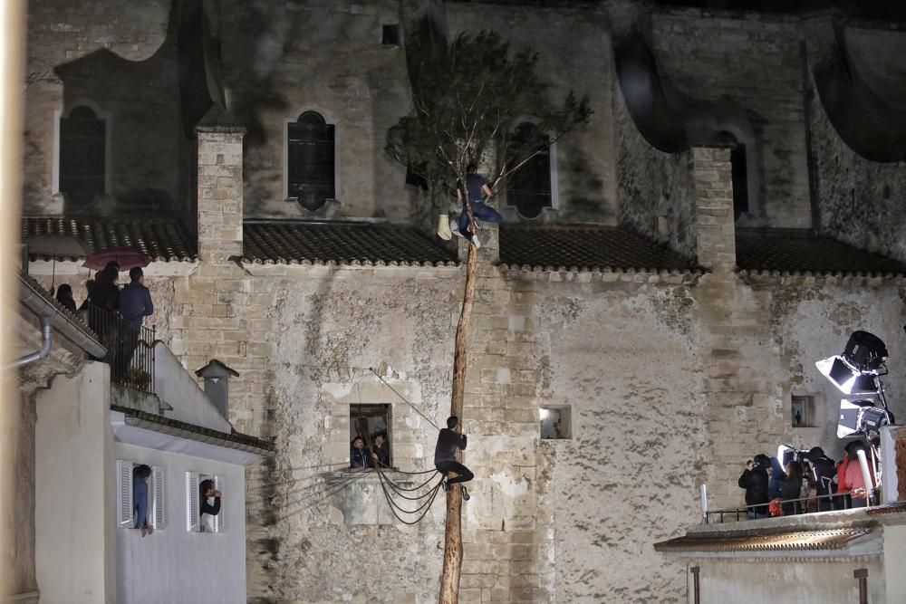 Sant Antoni 2019: El Pi de de Sant Antoni entra en la Plaça Vella de Pollença