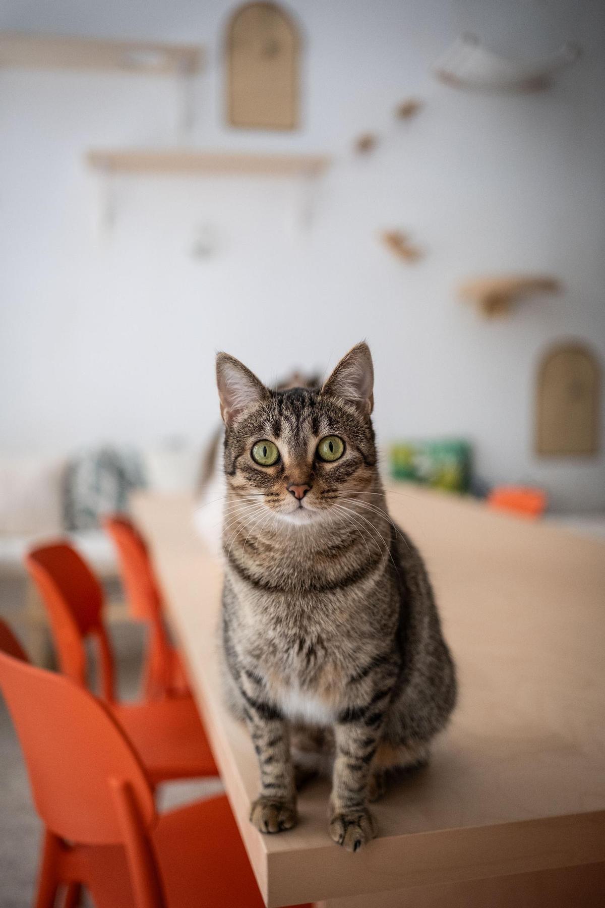 La gatería en Santa Cruz