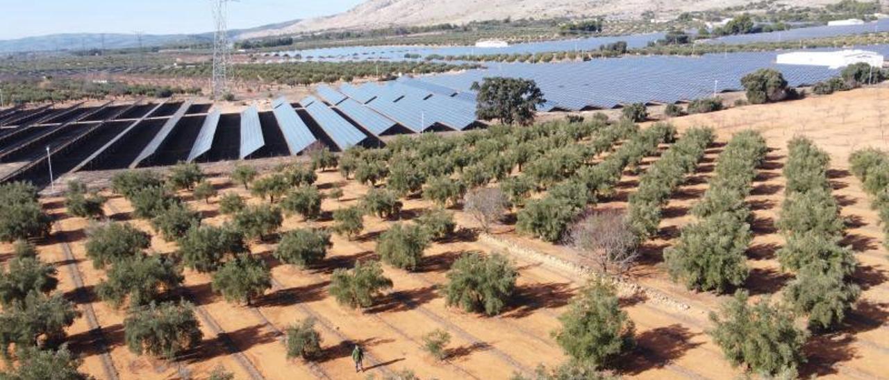 Vista aérea de una planta fotovoltaica instalada en Beneixama entre fincas de oliveras y la sierra de la Solana al fondo. | ÁXEL ÁLVAREZ
