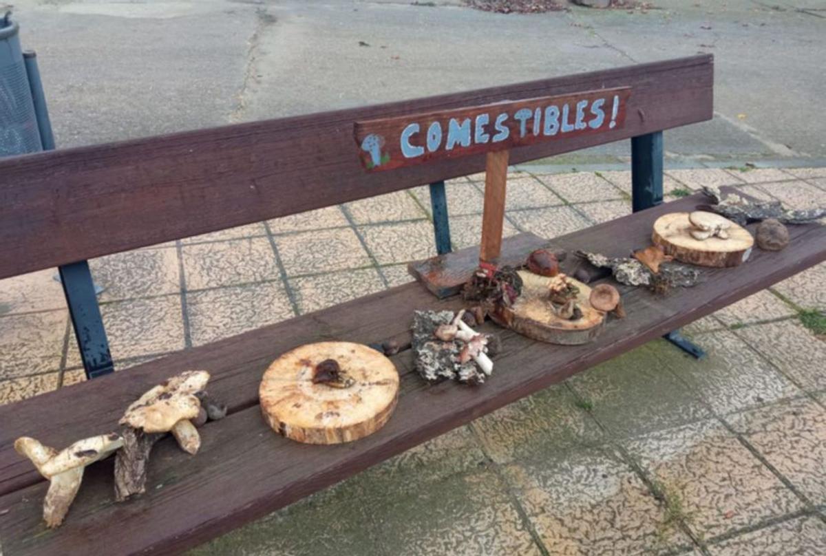 Algunas de las setas comestibles dispuestas en la Plaza Mayor. | E. P.