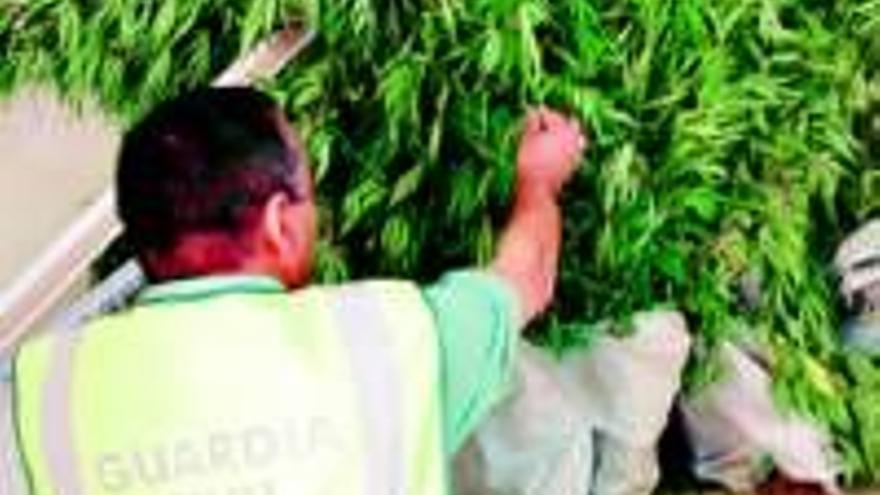 La Guardia Civil detiene a un hombre por cultivar marihuana en El Manantío