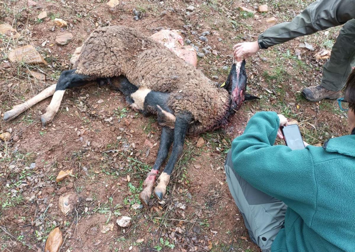 Trabajadores de Medio Ambiente certifican que las ovejas murieron en Carbajales por el lobo. | Cedida