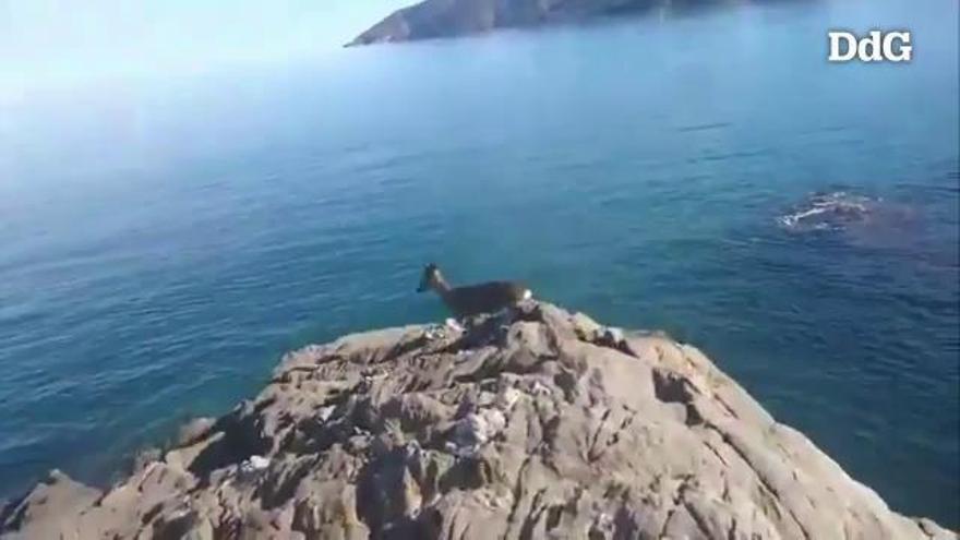 Rescaten un cabirol caigut al mar al Port de la Selva