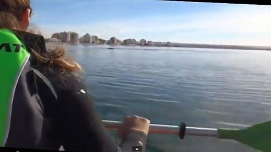 Una ballena levanta un kayak en Argentina