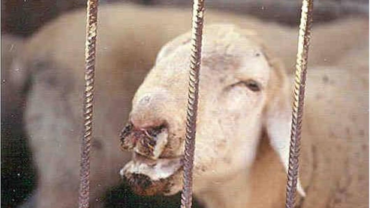 Oveja afectada por lengua azul.
