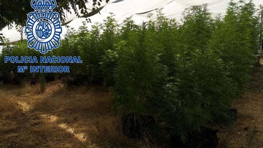 Tres detenidos por cultivar marihuana en la zona de la Montaña de Cáceres