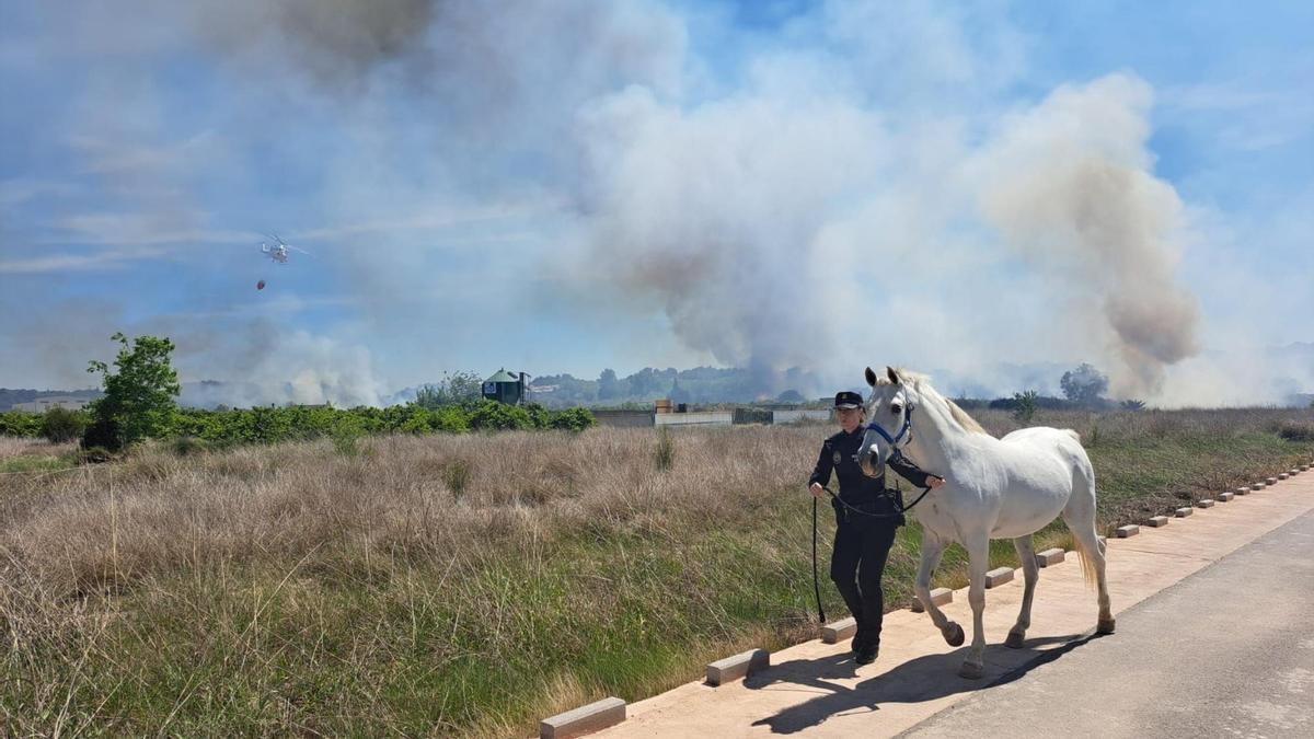 Una Policía Local de Riba-roja evacua un caballo en el último incendio en el Parque Natural del Túria.