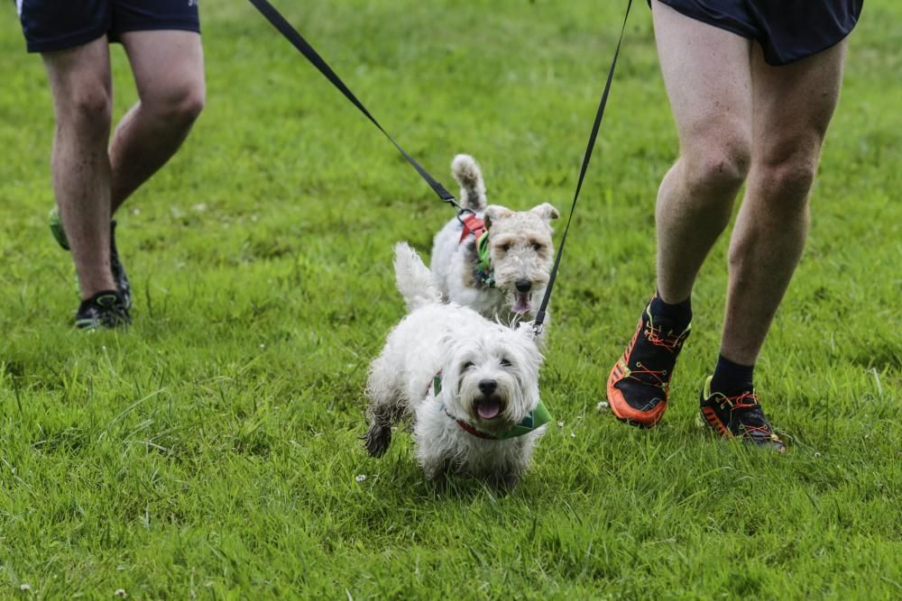 "Can We Run": Deporte, perros y solidaridad toman Gijón