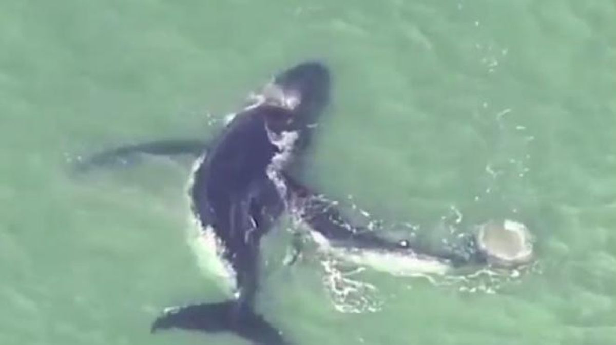 Una cria de balena ajuda la seva mare, que va quedar atrapada en un banc de sorra, a Austràlia.