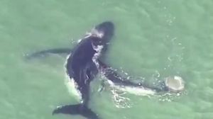 Una cria de balena ajuda la seva mare, que va quedar atrapada en un banc de sorra, a Austràlia.