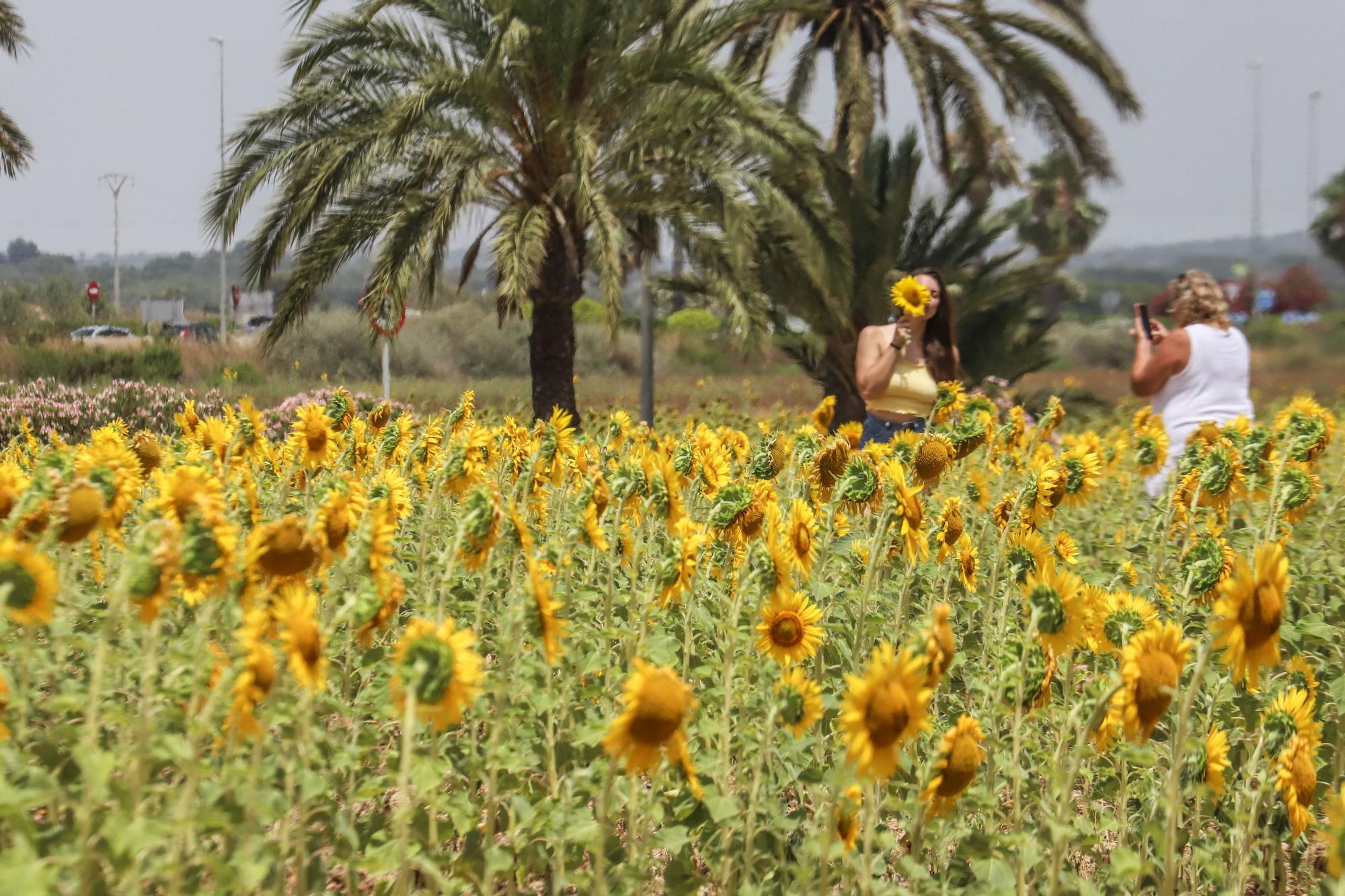 Los espectaculares campos de girasol plantados en Pilar de la Horadada