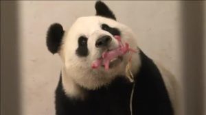 Ós Panda