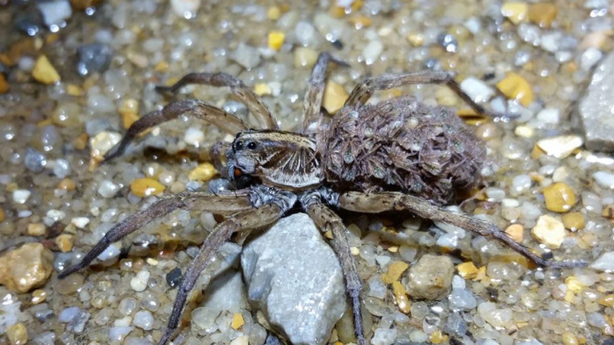 Araña lobo hembra transportando a sus crías recién nacidas. Las arañas se comunican mediante complejos patrones de movimiento y vibración.