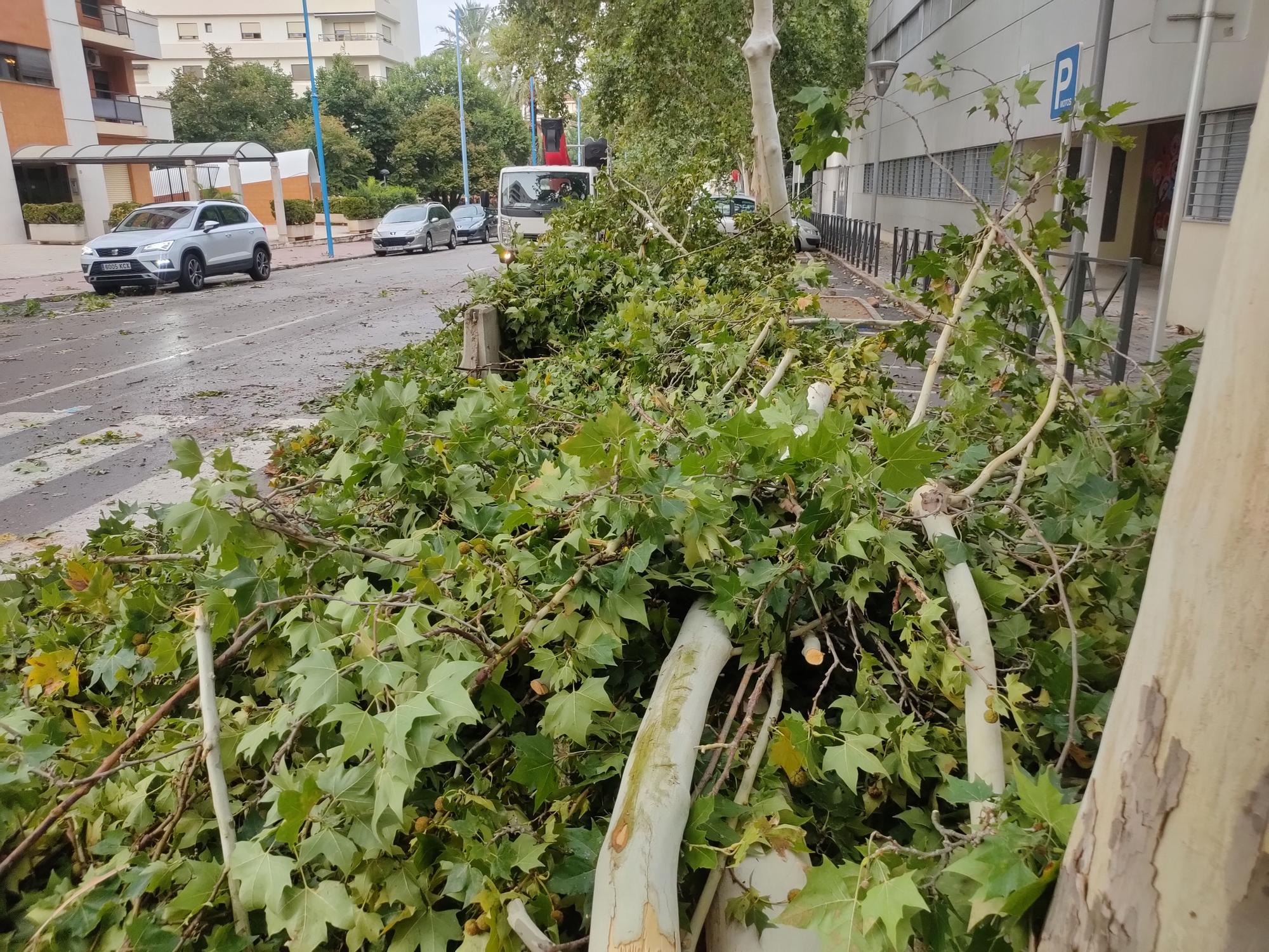 Ramas caídas y árboles arrancados en Xàtiva tras la tormenta del fin de semana