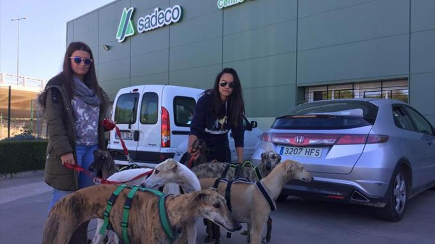 Galgos del Sur ha rescatado en lo que va de año 215 perros