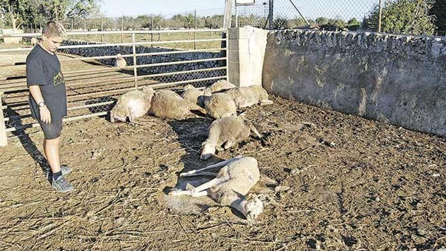 Un niño observa varias ovejas muertas junto a una cerca.