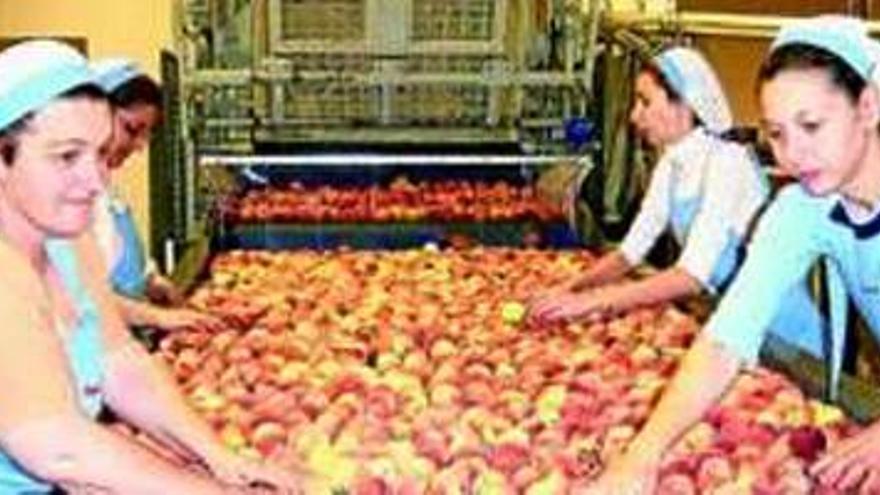 Los fruticultores extremeños se fija en China y Tailandia como nuevos mercados para exportar