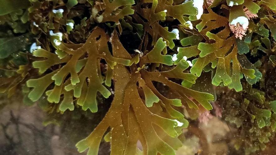 La USC muestreará 20 puntos de la ría de Arousa en busca de la peligrosa alga asiática