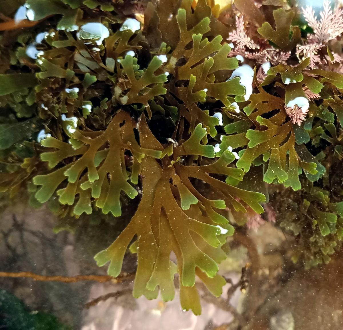 Uno de los individuos vistos en Bastiagueiro (Oleiros) el pasado noviembre.