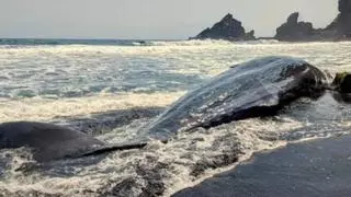 El cachalote varado en La Palma murió de forma natural