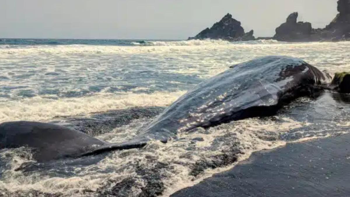 Este es el cachalote que ha varado en aguas canarias