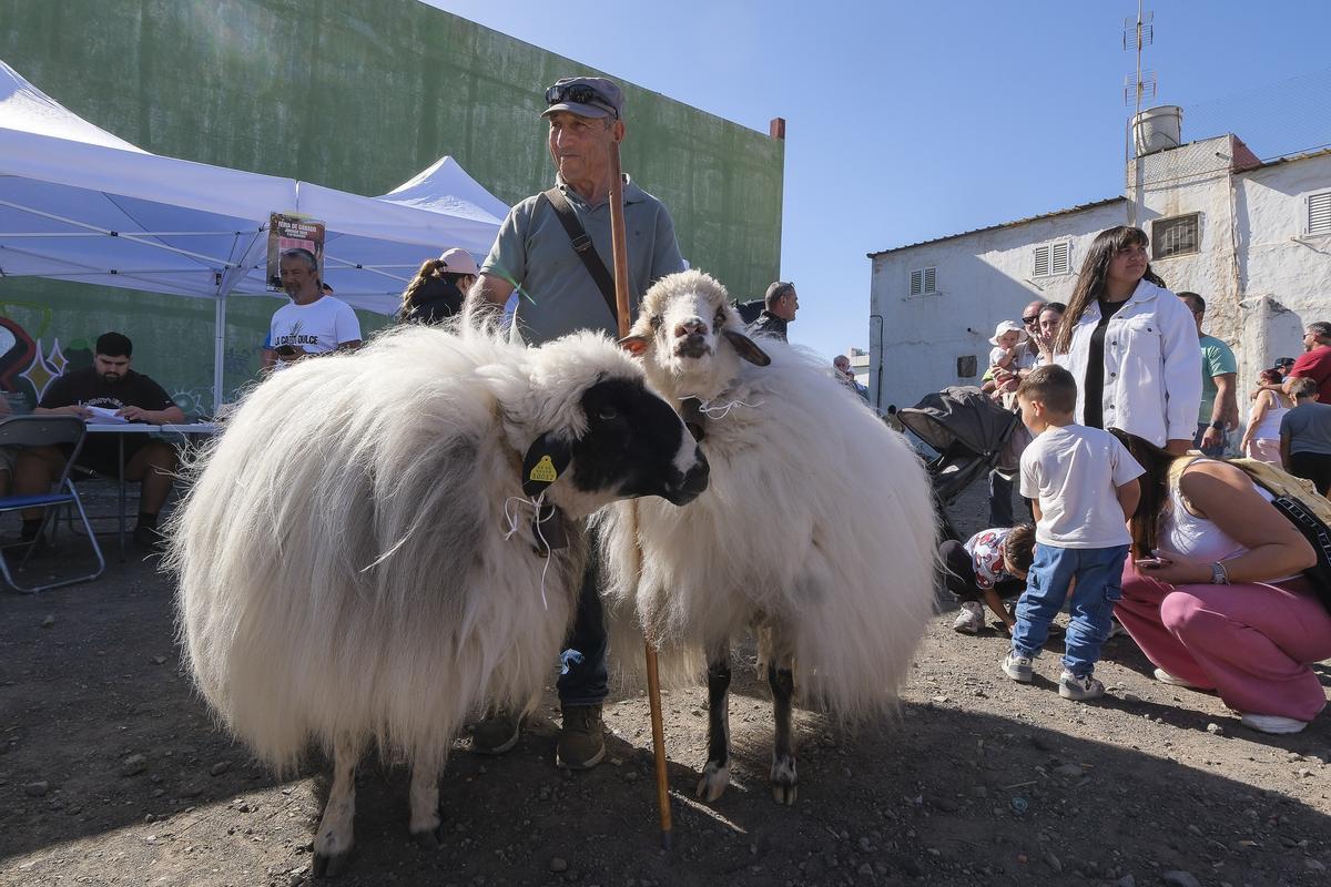 Luis González junto a sus dos ovejas de raza canaria Lucio y Luana.