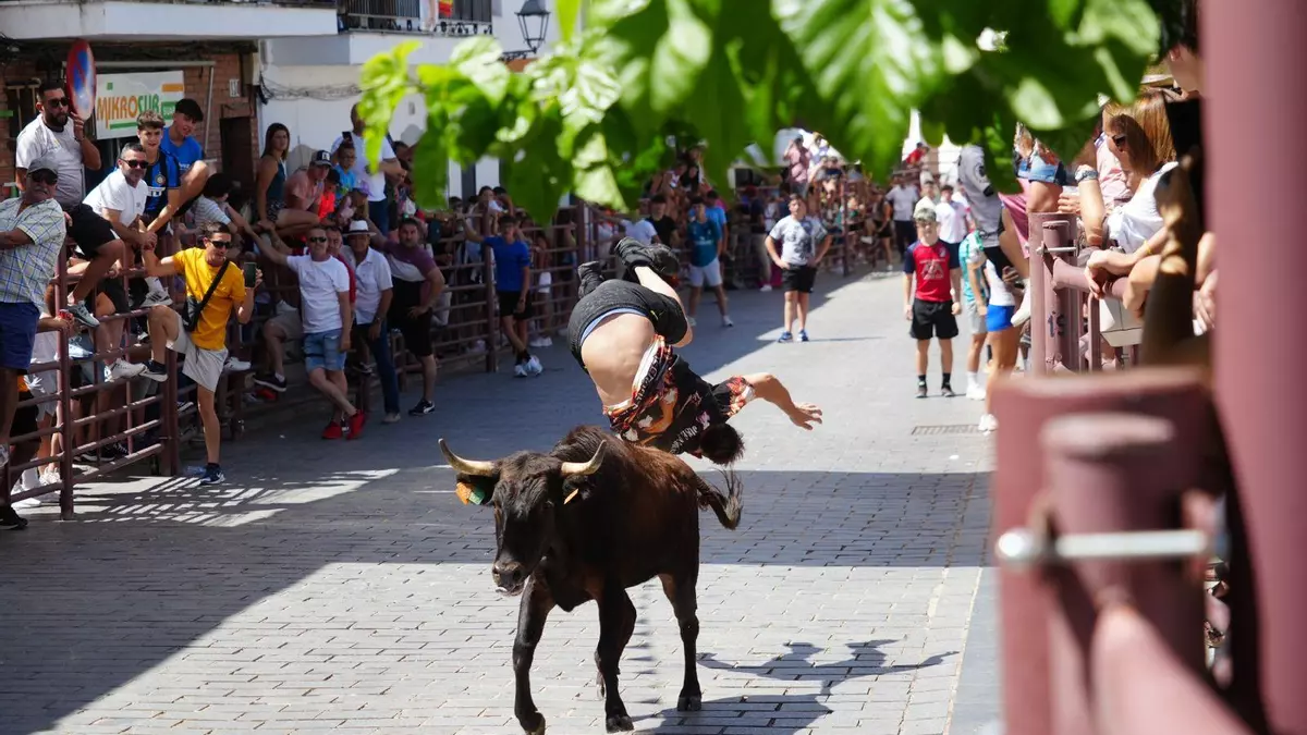 Alcaracejos vive con intensidad el inicio de los encierros de vacas bravas