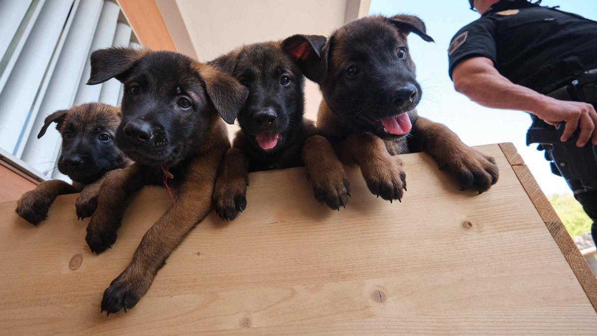 Estos son los nuevos cachorros de la Unidad Canina de la Policía Local de Santa Cruz