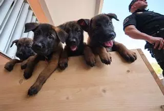 Los cachorros antidroga que protegerán Santa Cruz