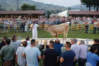 "Salada", la vaca de élite de los 5.500 euros, se queda a vivir en Llanera