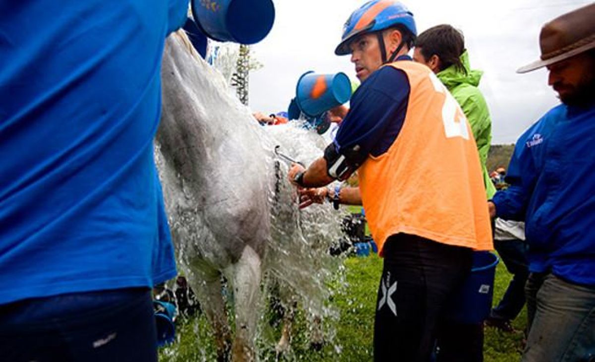 Diverses persones mullen al cavall per abaixar les seves pulsacions, moments abans del control veterinari.
