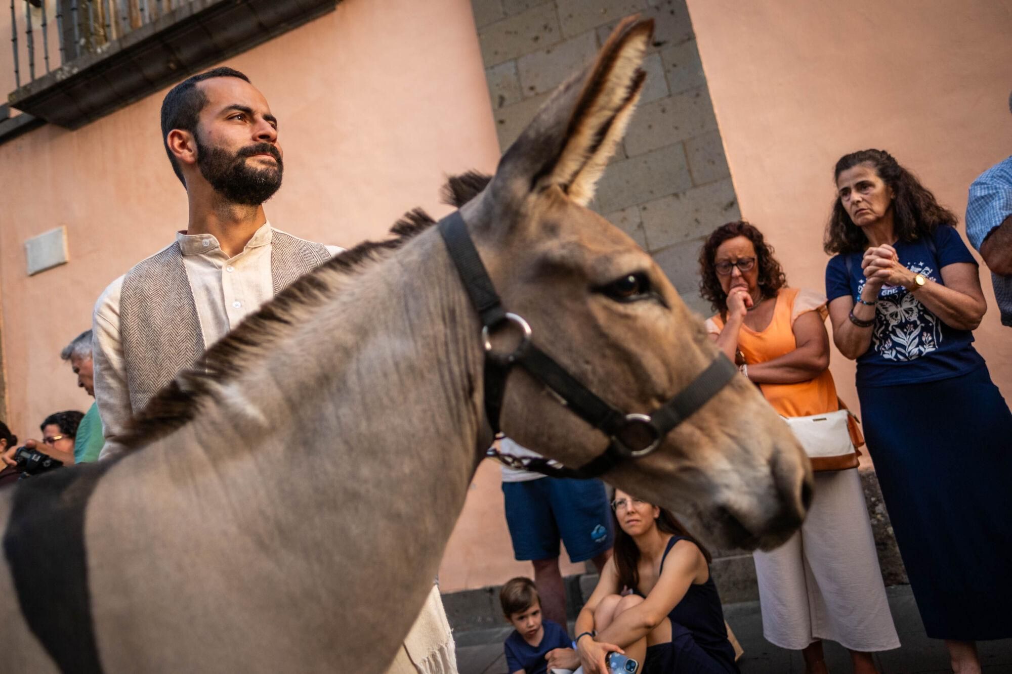 Día de los burros en La Laguna