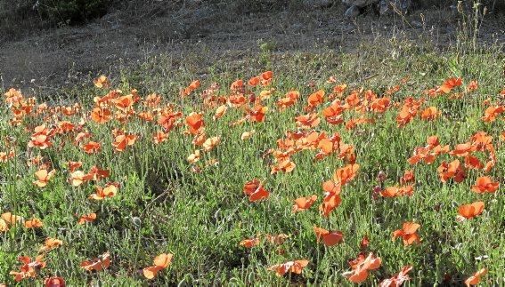 Sommerblumen