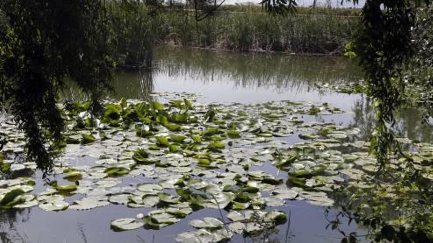 Varias plantas acuáticas flotan sobre la Llacuna del Samaruc.