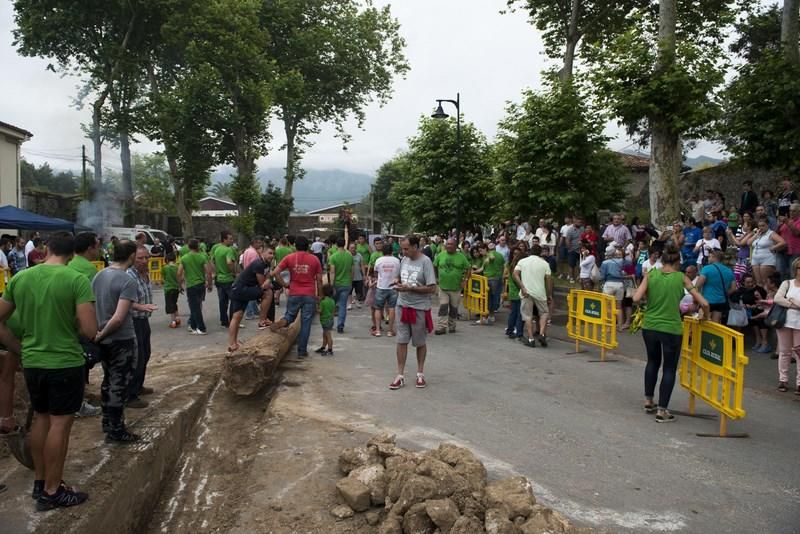 Celoriu planta su hoguera