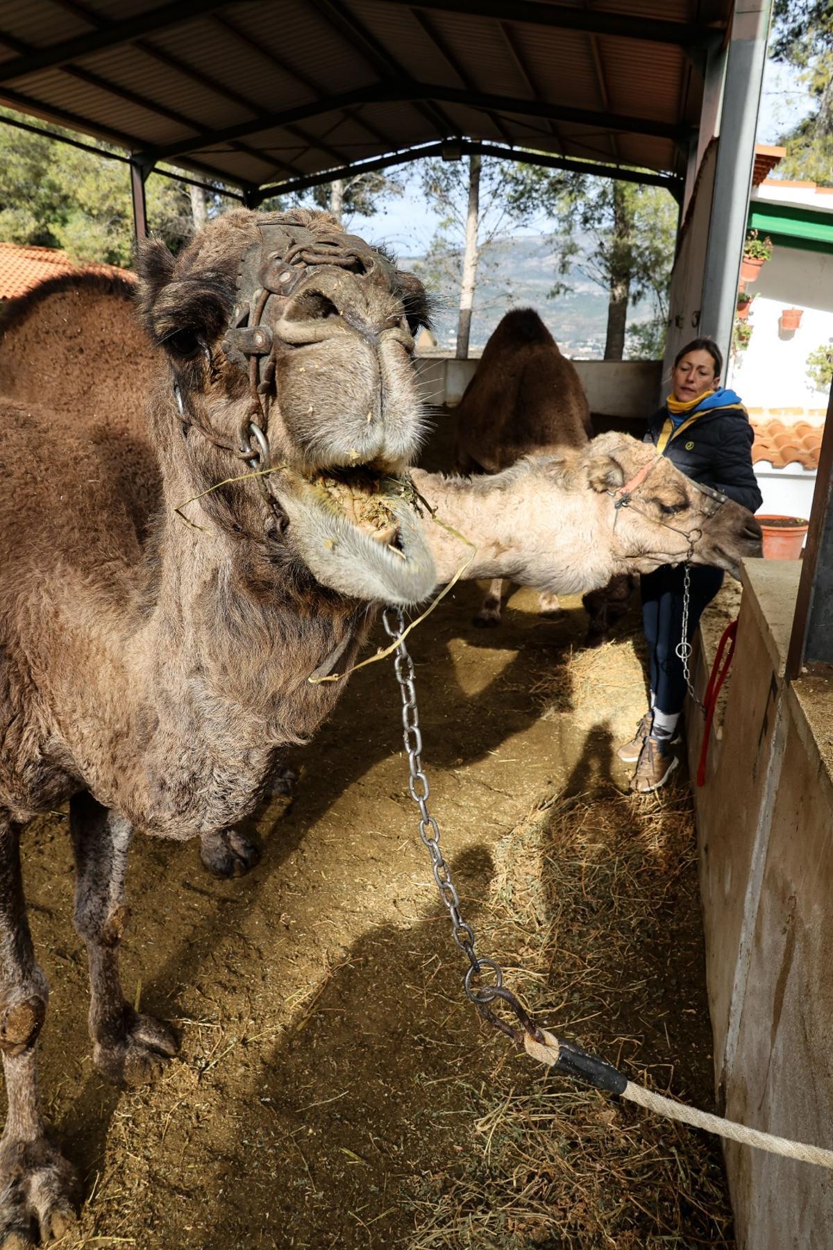 Los dromedarios ya están listos para trasladar a los Reyes Magos de Alcoy