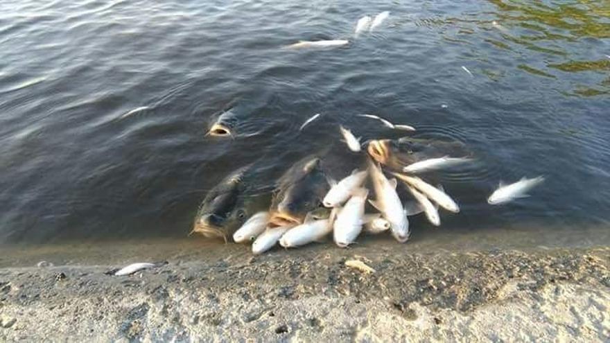 Alertan de la casi &quot;extinción&quot; de los peces autóctonos de los ríos españoles